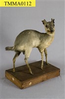 藏品(山羌)的圖片